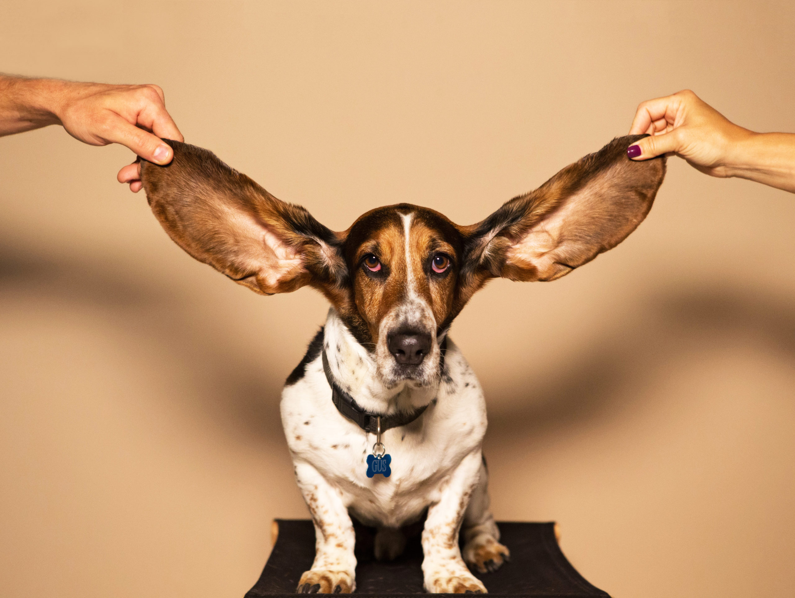 Happy New Ear from AudioFetch - AudioFetch Audio Over WiFi All Ears Dog - AudioFetch Blog Header - Wireless Audio Streaming